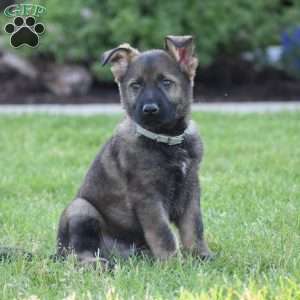 Lukas, German Shepherd Puppy